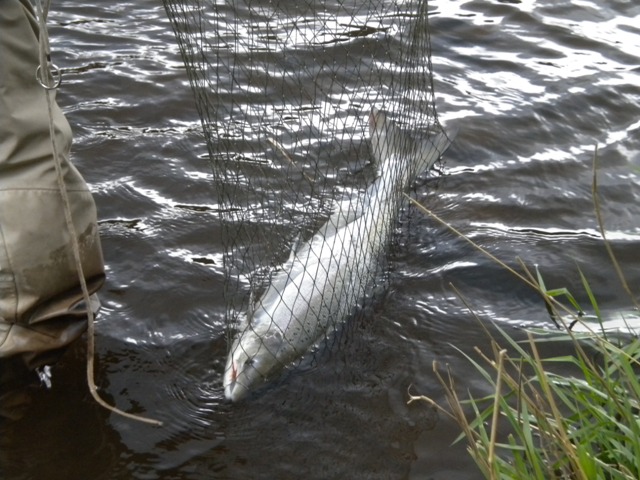 A summer Eden salmon